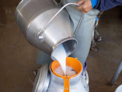 Program MBG Dituding Sebabkan Susu UHT Langka di Minimarket