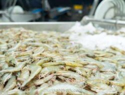 Manajemen UDNG Bantah Isu Akuisisi, Fokus Ekspansi Tambak Udang