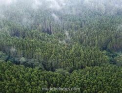 Hutan yang Tersayat: Ketika Krisis Lingkungan Bermula dari Kekeringan Hati