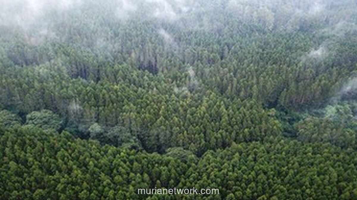 Hutan yang Tersayat: Ketika Krisis Lingkungan Bermula dari Kekeringan Hati