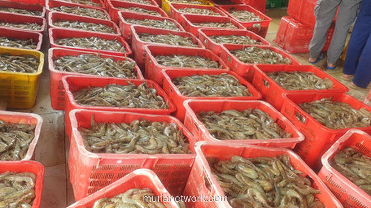 Anjloknya Harga Udang: Alarm Keras bagi Industri yang Terlalu Percaya Diri