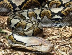 Piton Raksasa Telan Petani di Kebun, Ayah Tebas Ular dengan Parang