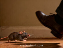 Ketika Panik Menyerang, Mengapa Kita Justru Berlari Menuju Bahaya?