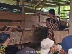 Anjing Liar Gempur Puluhan Domba di Kuningan, Daging Korban Tak Tersentuh