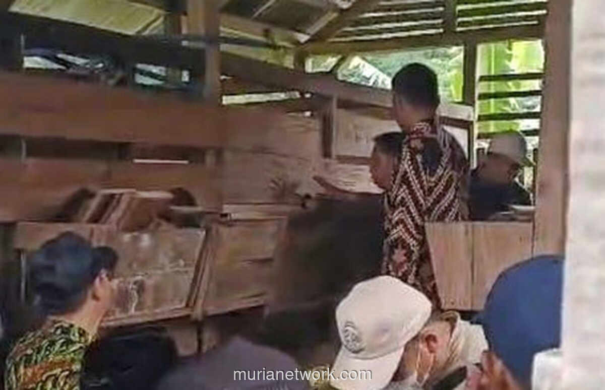 Anjing Liar Gempur Puluhan Domba di Kuningan, Daging Korban Tak Tersentuh