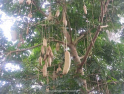 Dari Racun hingga Obat: Kisah Pohon Sosis yang Menyimpan Dua Sisi