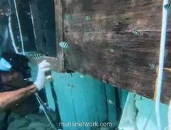 Jenazah Ditemukan di Bangkai Pinisi yang Tenggelam di Perairan Komodo