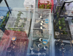 Patroli Kendari Gagalkan Penyelundupan Ratusan Burung Langka ke Surabaya