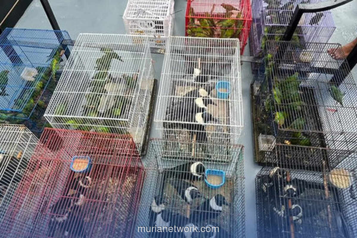 Patroli Kendari Gagalkan Penyelundupan Ratusan Burung Langka ke Surabaya