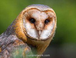 Warga Belu NTT Ditahan Usai Tembak Mati Burung Hantu yang Dilindungi