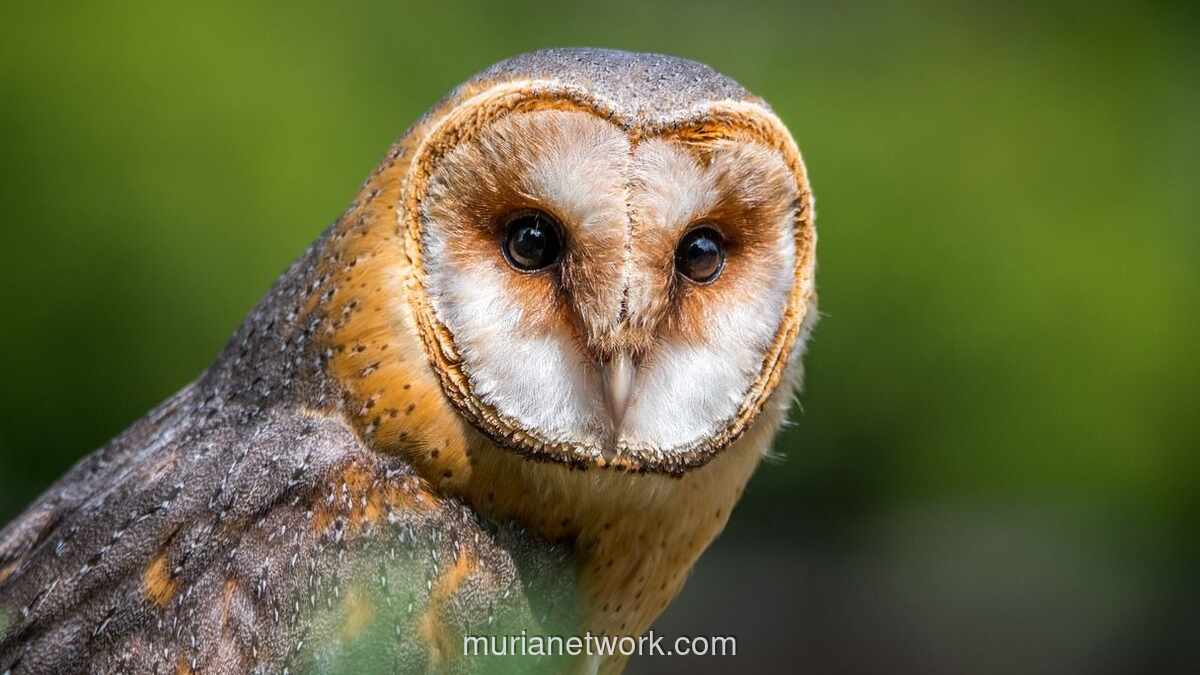 Warga Belu NTT Ditahan Usai Tembak Mati Burung Hantu yang Dilindungi