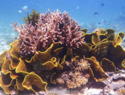 2026: Titik Nadir bagi Keajaiban Bawah Laut?