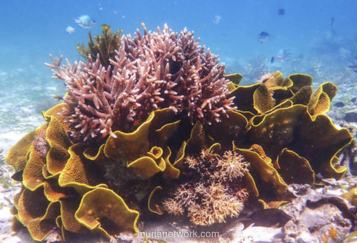 2026: Titik Nadir bagi Keajaiban Bawah Laut?