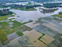 Darurat Lahan Sawah: 554 Ribu Hektare Beralih Jadi Perumahan dan Industri