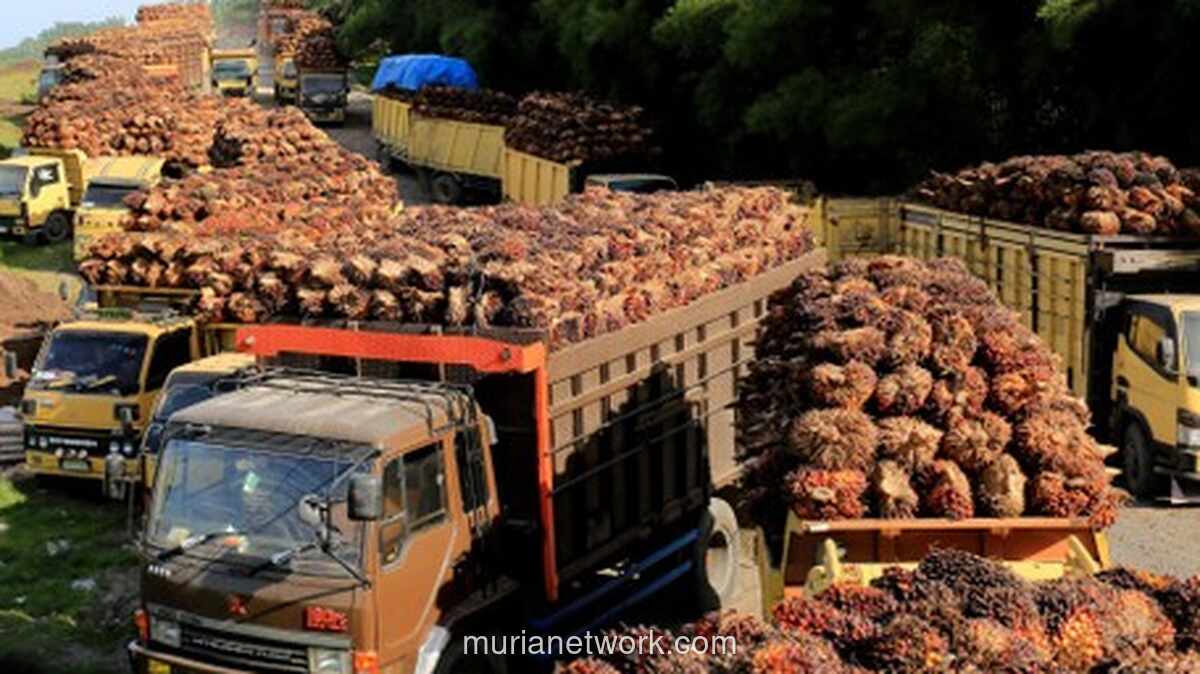 Ribuan Benih Sawit Sumsel Lolos Karantina, Meluncur ke Peru