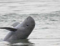 Bukan Pesut, Lumba-Lumba Putih yang Muncul di Sungai Asahan