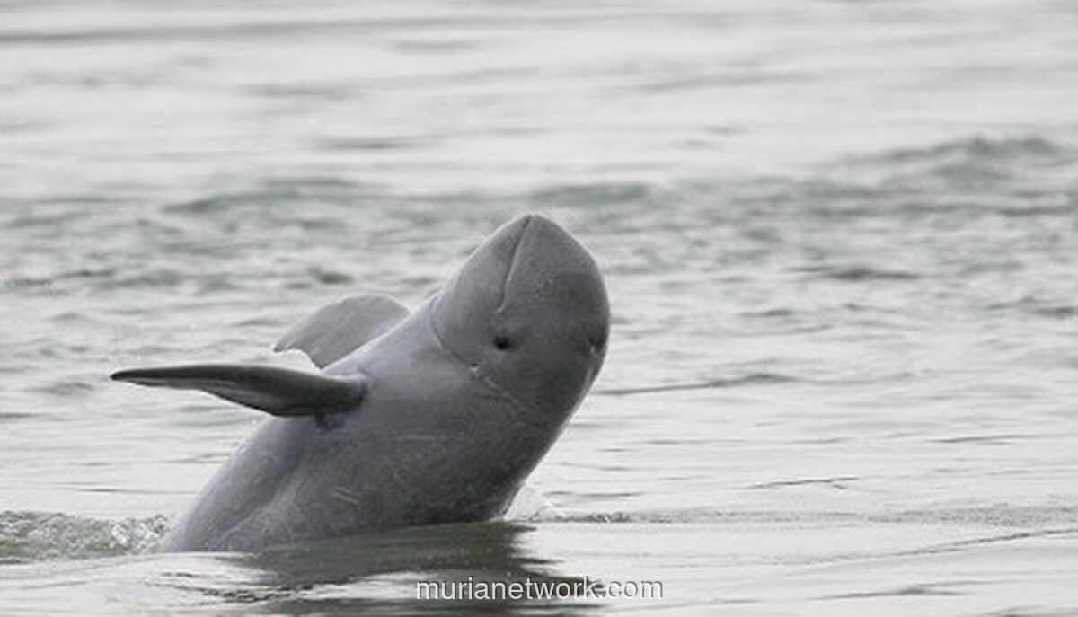 Bukan Pesut, Lumba-Lumba Putih yang Muncul di Sungai Asahan