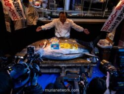 Raja Tuna Jepang Rogoh Rp54,6 Miliar Demi Ikan Pembuka Tahun Baru