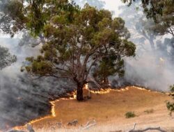 Langit Merah di Victoria: Kisah Warga Indonesia Menghadapi Amukan Api