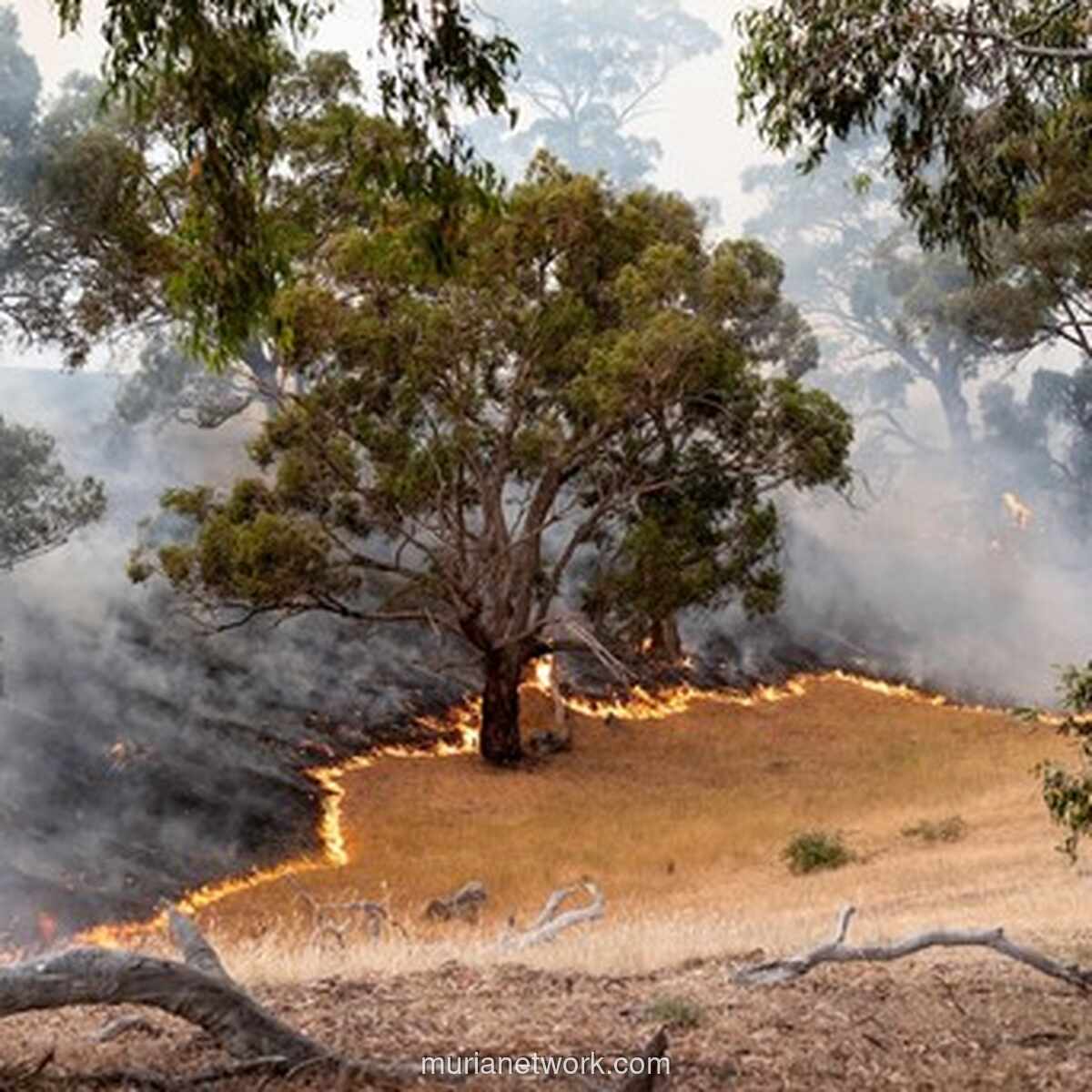 Langit Merah di Victoria: Kisah Warga Indonesia Menghadapi Amukan Api