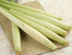 Tebu Telur, Pucuk Manis yang Kembali Dikenang