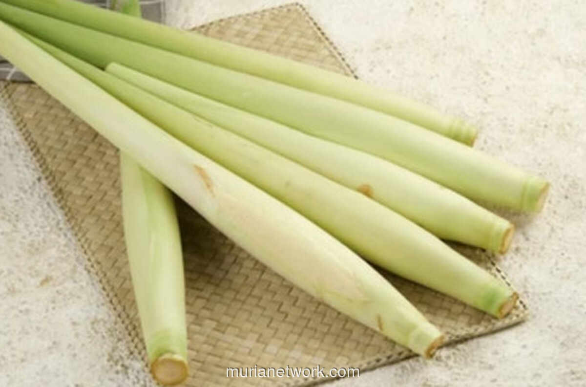 Tebu Telur, Pucuk Manis yang Kembali Dikenang