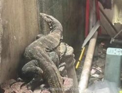 Biawak Masuk Rumah, Warga Bogor Panik Saat Jemur Pakaian