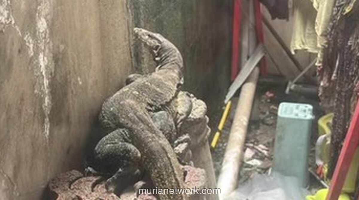 Biawak Masuk Rumah, Warga Bogor Panik Saat Jemur Pakaian