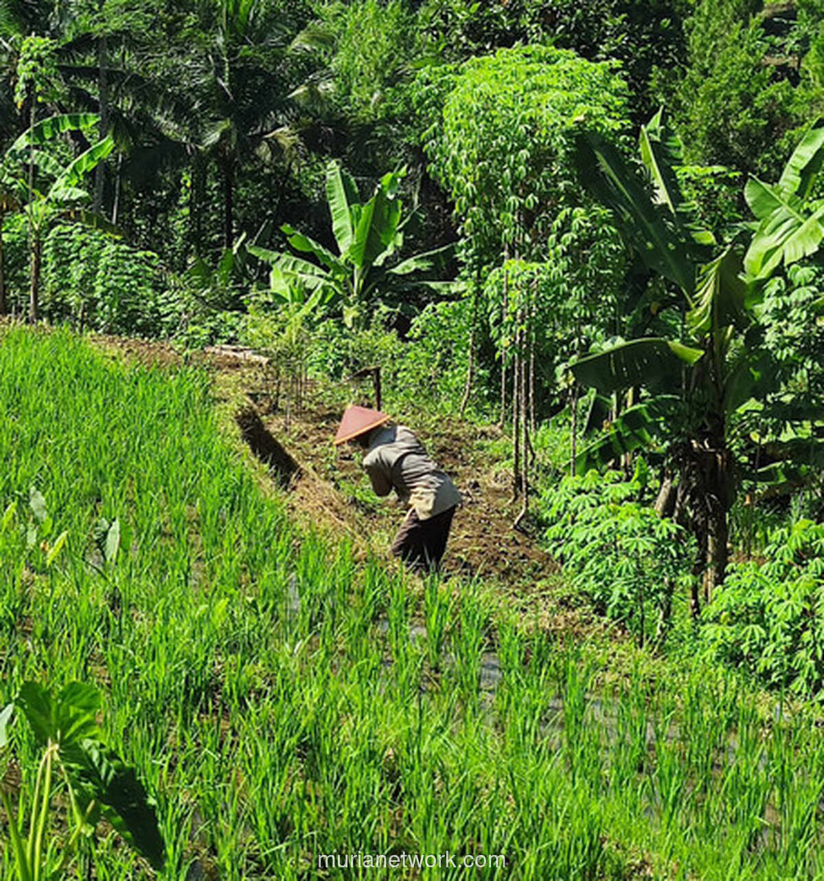 Satu Kilometer Melawan Sepi: Kisah Pak Muh dan Sawah yang Menjaga Ingatan