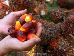 Biodiesel B50 Ditunda, Harga CPO Malaysia Tergerus Sentimen Negatif