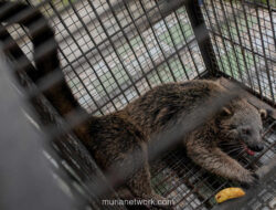 Binturong Beruang Musang Menggemparkan Warga Serang, Berhasil Diselamatkan