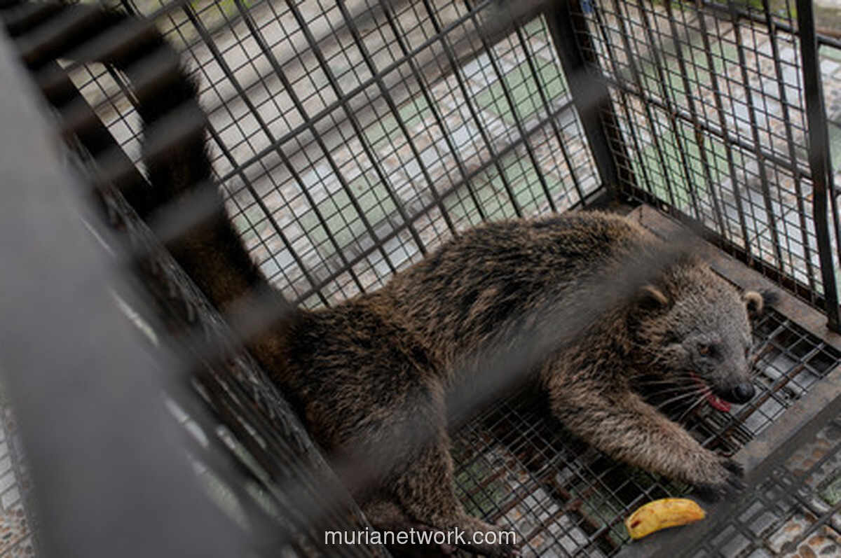 Binturong Beruang Musang Menggemparkan Warga Serang, Berhasil Diselamatkan