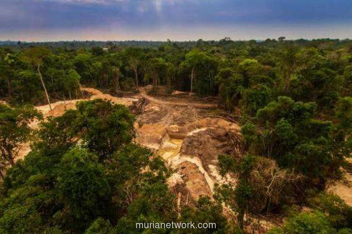 Izin Tambang dan Alih Fungsi Hutan Diduga Picu Banjir Besar di Sumatera