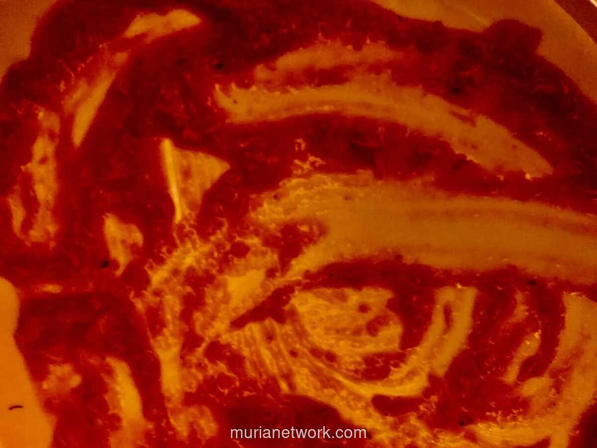 Diplomasi Prabowo di Tengah Badai Palestina dan Polemik Forum Trump