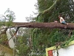Tragedi di Gunung Tidar: Pohon Tumbang Tewaskan Peziarah, Empat Lainnya Terluka