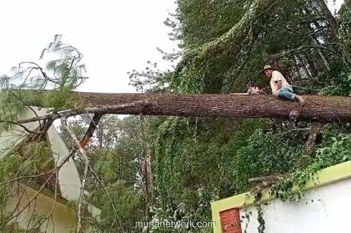 Tragedi di Gunung Tidar: Pohon Tumbang Tewaskan Peziarah, Empat Lainnya Terluka
