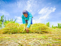 Swasembada Pangan: Dari Target Ambisius Menjadi Kenyataan yang Terukur