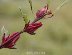 Rosela: Dari Halaman Rumah ke Cangkir Teh, Sederhana Tapi Kaya Manfaat