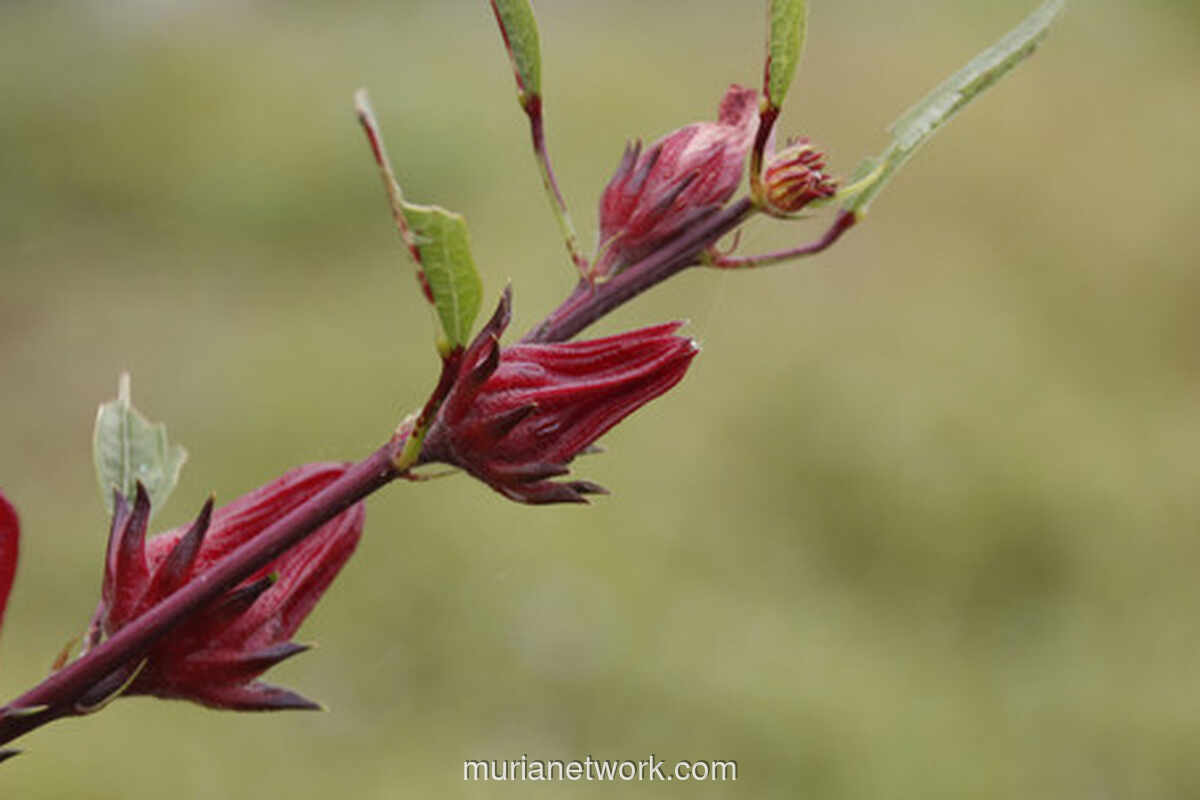Rosela: Dari Halaman Rumah ke Cangkir Teh, Sederhana Tapi Kaya Manfaat
