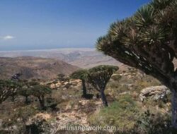 Tiga WNI Terjebak di Pulau Socotra Usai Serangan Udara Saudi