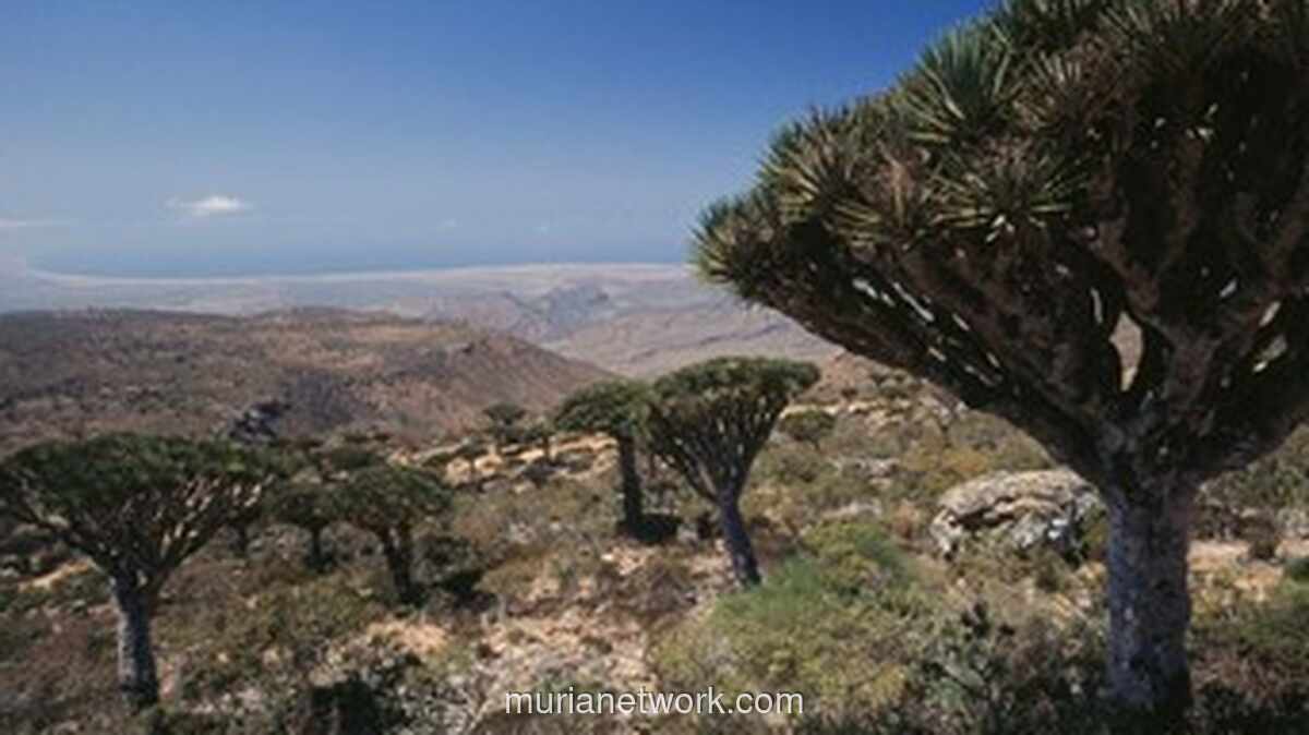Tiga WNI Terjebak di Pulau Socotra Usai Serangan Udara Saudi