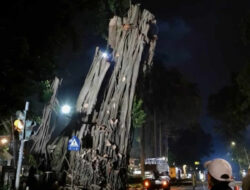 Raksasa Tua di Depan Balai Kota Bogor Akhirnya Tumbang