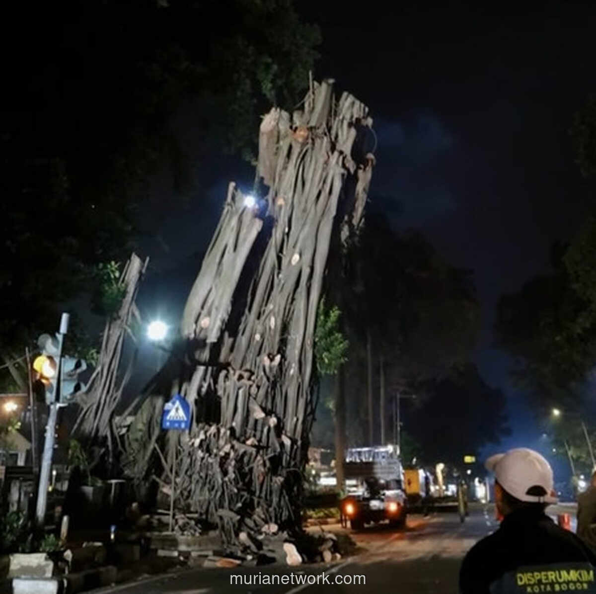 Raksasa Tua di Depan Balai Kota Bogor Akhirnya Tumbang