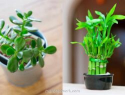 5 Tanaman Pembawa Hoki untuk Sambut Imlek 2026