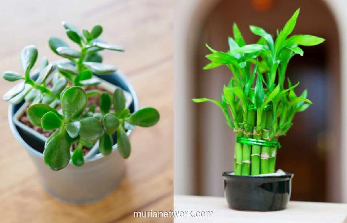 5 Tanaman Pembawa Hoki untuk Sambut Imlek 2026