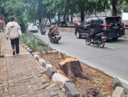 Pohon Tumbang di Malam Hari, Oknum ASN Diduga Dalang Tebang Liar di Kebayoran Lama