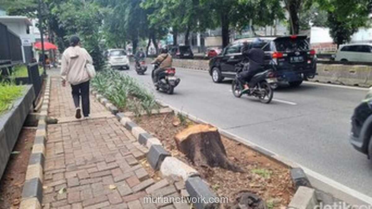 Pohon Tumbang di Malam Hari, Oknum ASN Diduga Dalang Tebang Liar di Kebayoran Lama