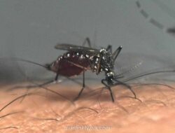 Deforestasi Bikin Nyamuk Alih Profesi, Manusia Jadi Target Utama