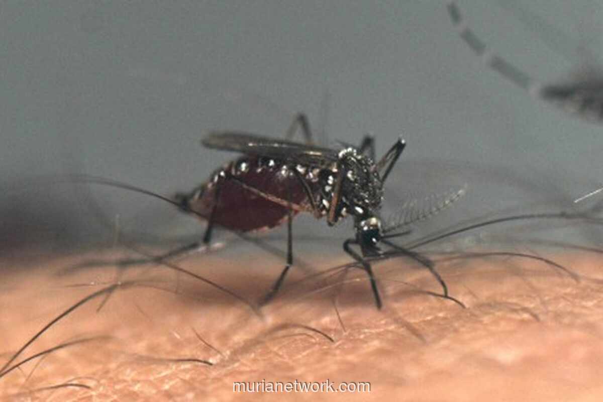 Deforestasi Bikin Nyamuk Alih Profesi, Manusia Jadi Target Utama