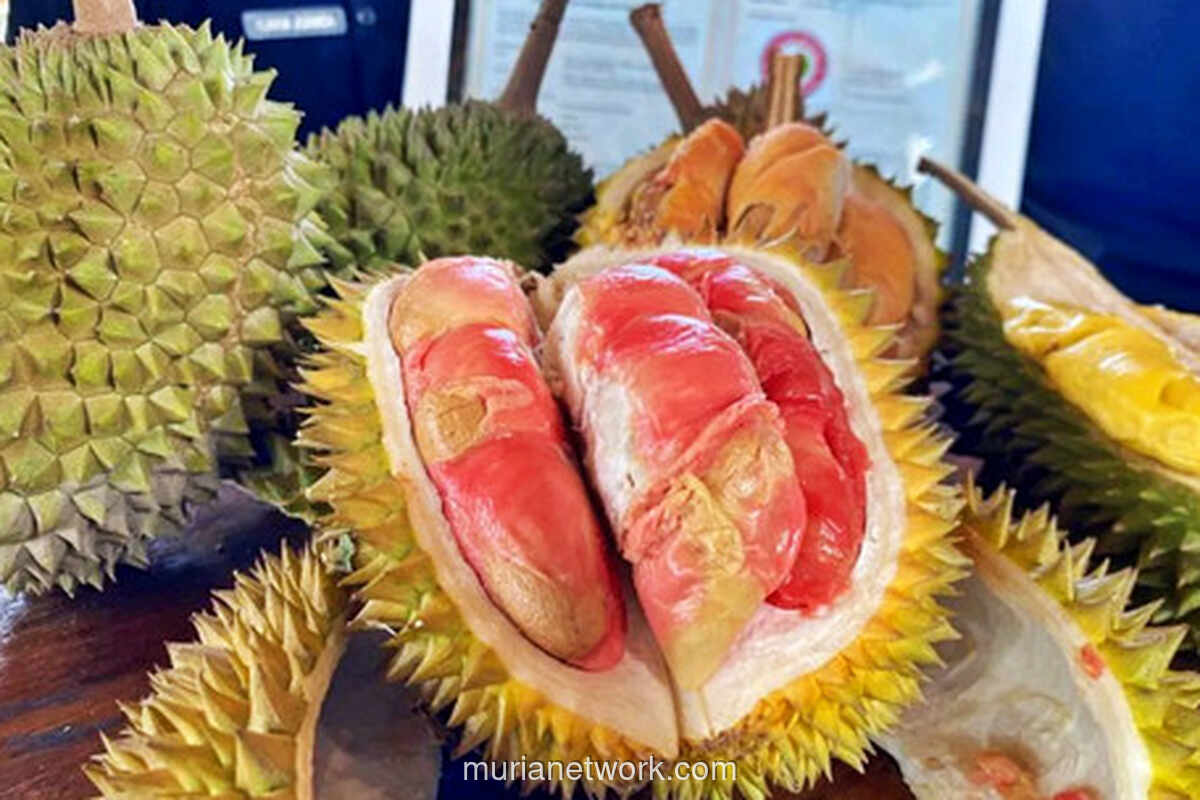 Durian Merah Banyuwangi Resmi Jadi Primadona dengan Sertifikat Indikasi Geografis